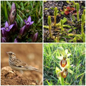 Some of Dorset’s threatened species image credit National Trust