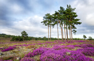Summer Heather and Pine Trees