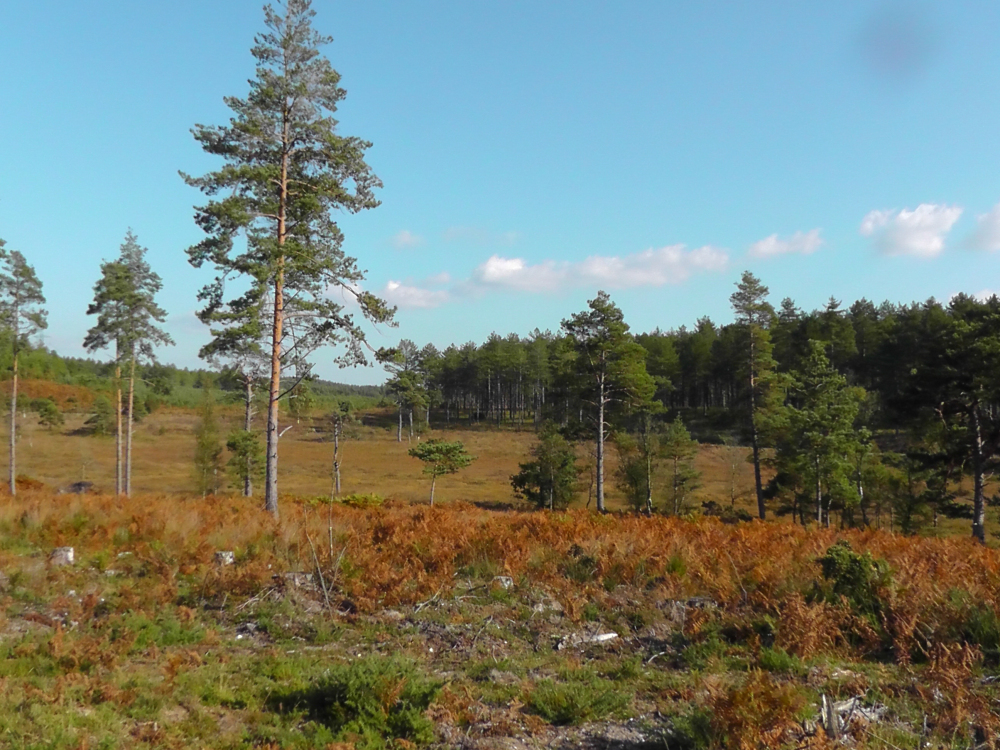 Bryants Puddle Heath Rob Jayne
