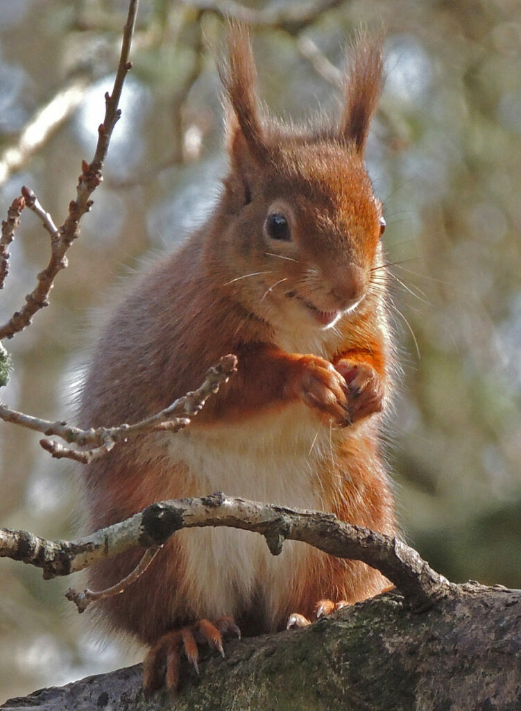 Lunch Time – Brownsea Island H Oliver SPS