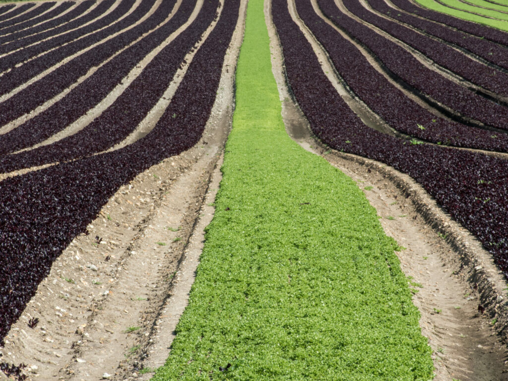 Salad Leaves David Parnell