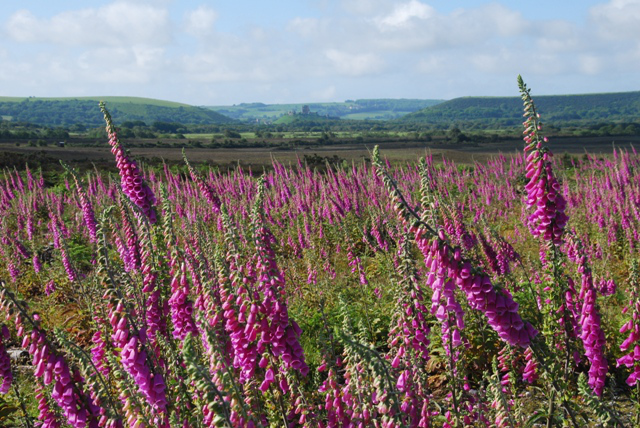 Slepe Heath Corfe Castle Ben Buxton