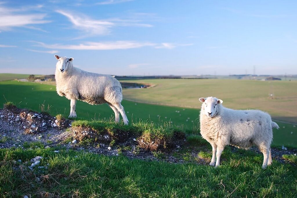 Spring 2019 Newsletter